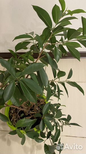 Фикус микрокарпа