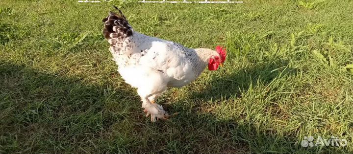 Петушки Брама