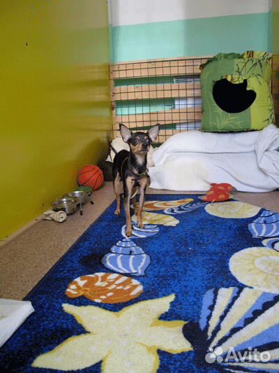 Отель для собак Собачья Дача