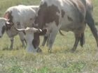 Коровы дойные