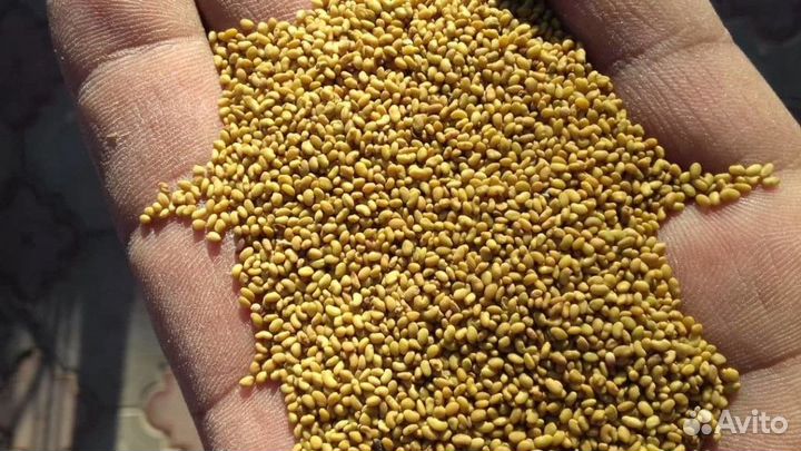 Семена люцерна изменчивая оптом от 100кг