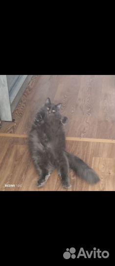 Отдам кошку