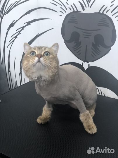 Стрижка собак и кошек, тримминг