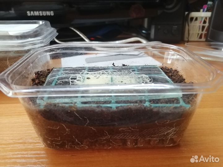 Гриндальский червь