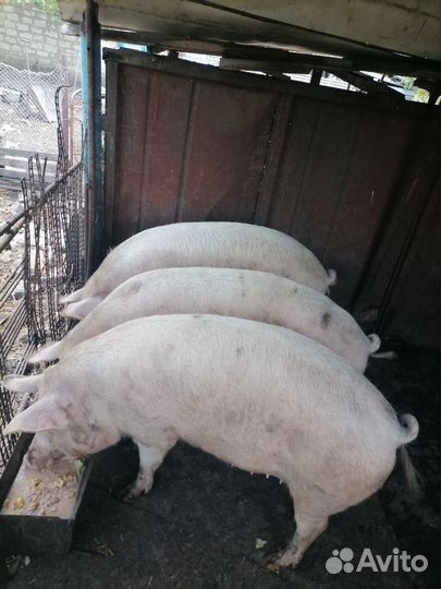 Свиноматки