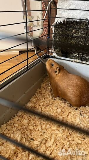 Две морские свинки с приданным