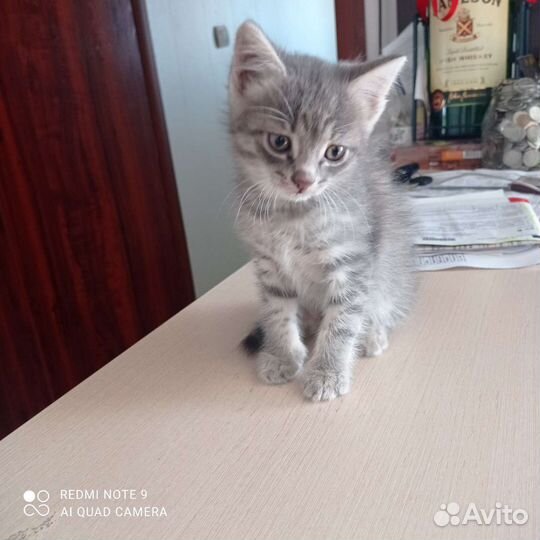 Кошки в добрые руки бесплатно