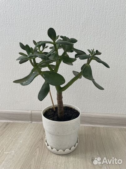 Толстянка. Денежное дерево. Цветок