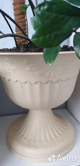 Цветок замиокулькаса в красивом кашпо