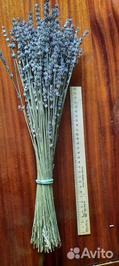 Лавандин (гибрид лаванды), для флористики