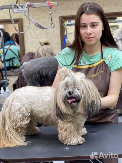 Груминг собак