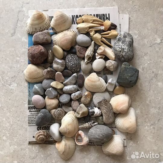 Морские ракушки раковины