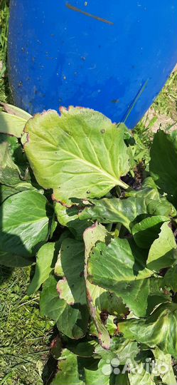 Многолетние садовые цветы