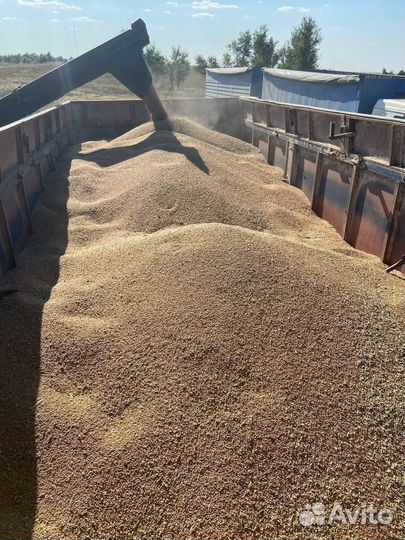 Зерно пшеница