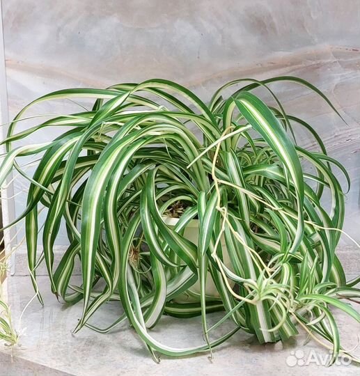 Хлорофитум кудрявый