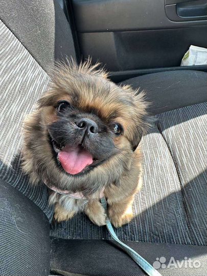 Щенок пекинеса