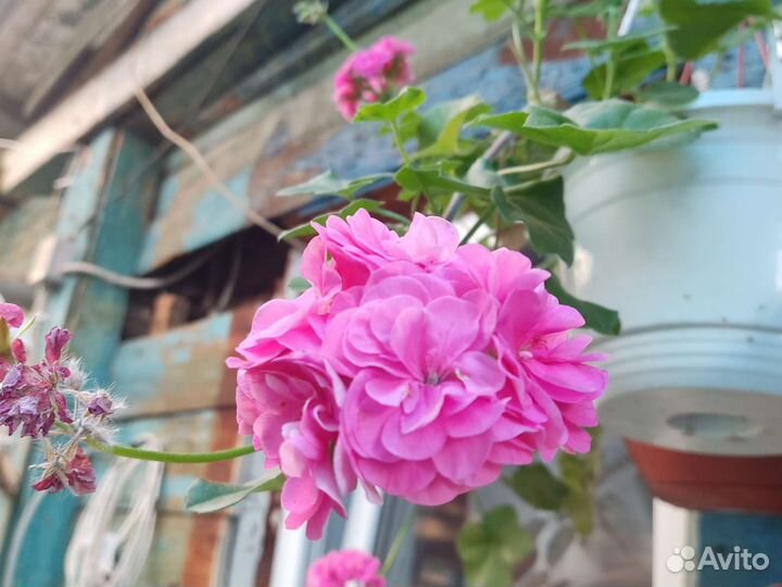 Пеларгония герань