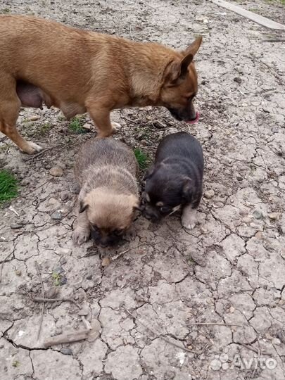 Домашние животные собаки маленькие