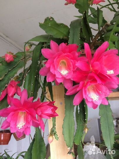 Эпифиллумы