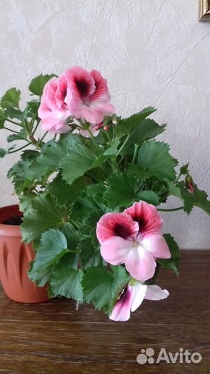 Пеларгонии