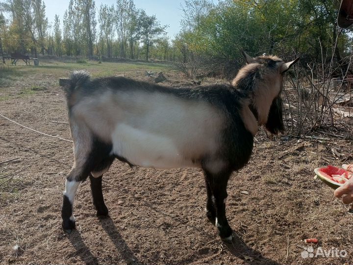 Козел альпийский