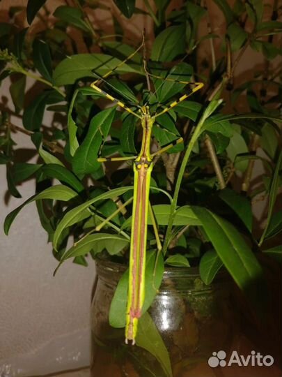 Малазийский палочник