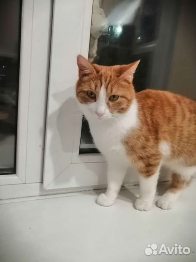 Кошка в дар бесплатно