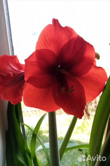 Амариллис (Роял Рэд)