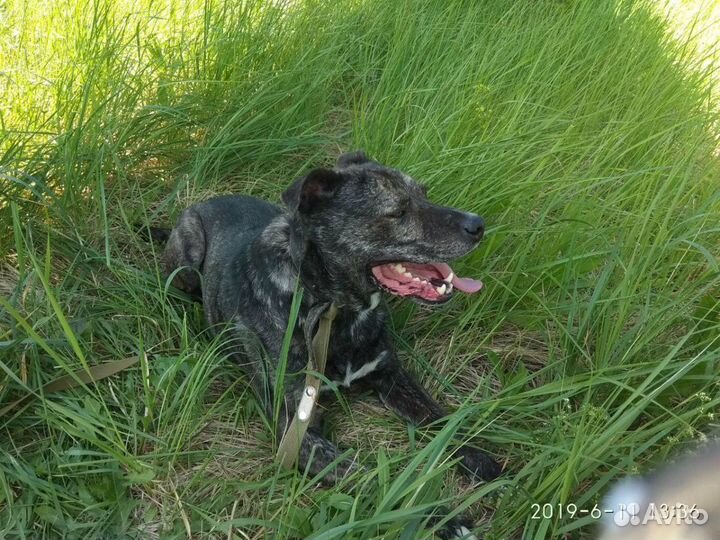 Пристраивается кобель 