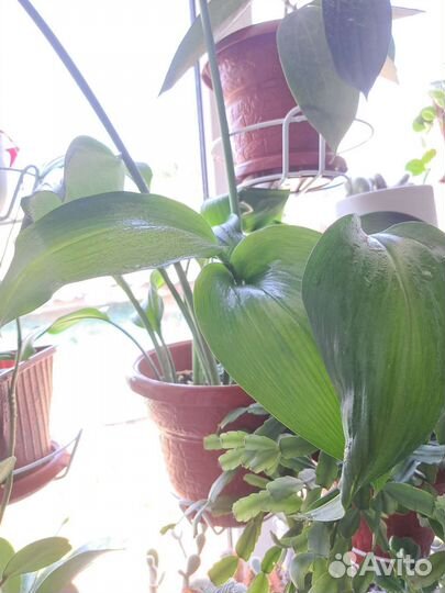 Эухарис-белоснежная комнатная лилия