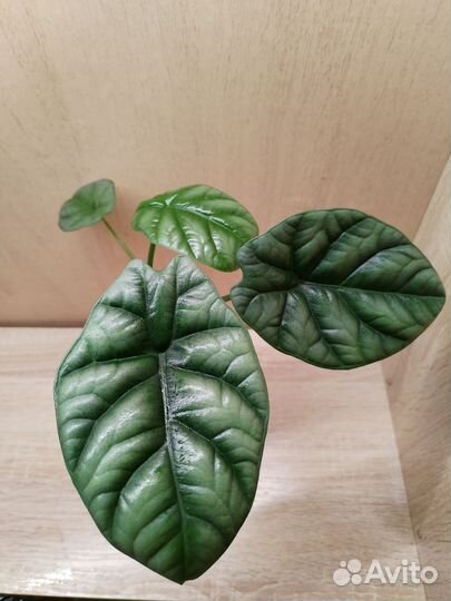 Алоказия Синуата