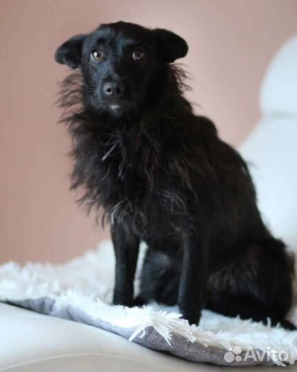 Маленькая собака в дар