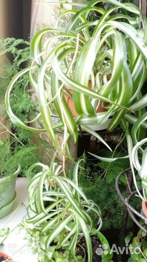 Хлорофитум кудрявый