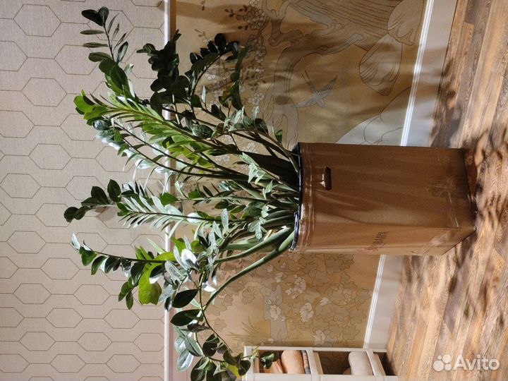 Замиокулькас(Занзибарский драгоценный камень)