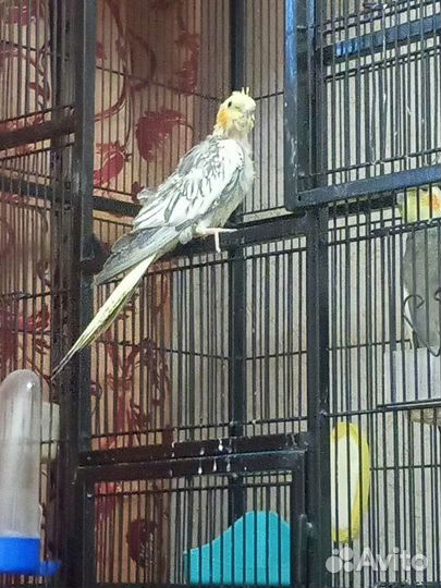 Попугай корелла