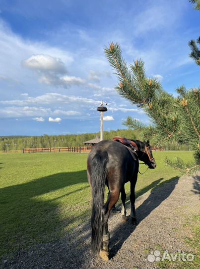 Постой для лошадей/Аренда денника