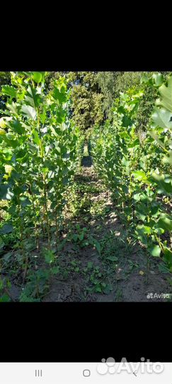 Пирамидальный тополь зкс, окс