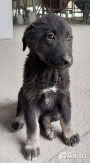 Щенки в добрые руки, девочки