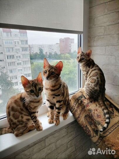 Бенгальские котята