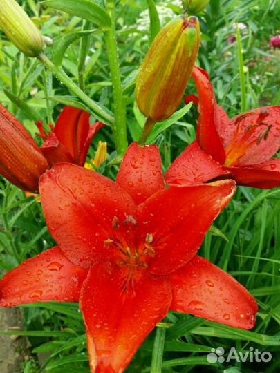 Лилии азиатки Ла и От гибриды(не прихотливые)