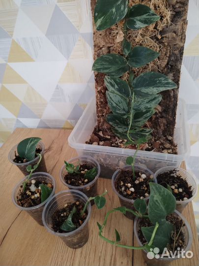 Рафидофора