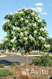 Семена, саженцы катальпы (дерево счастья)