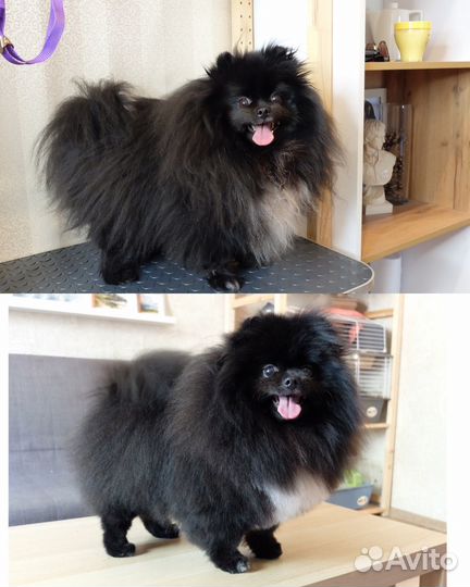 Грумер ищет моделей