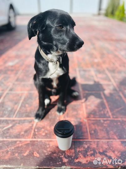 Собака в добрые руки