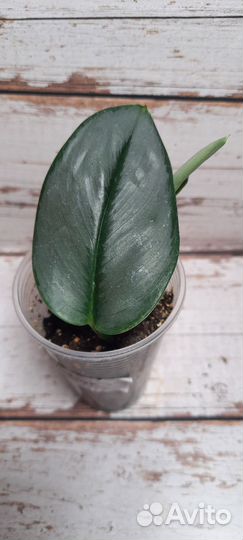 Сциндапсус 1