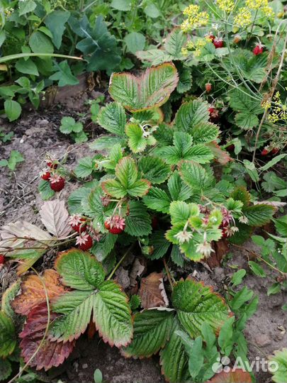 Ремонтантная земляника