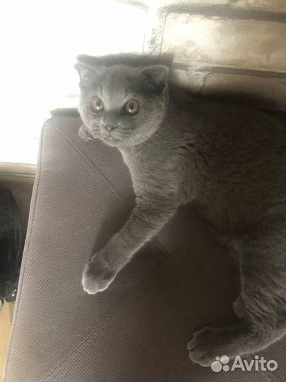 Британская