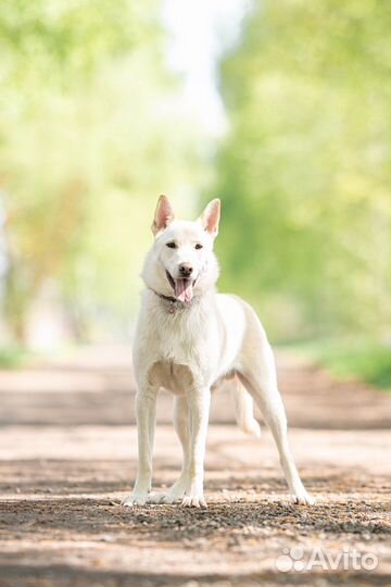 Вольт ищет дом