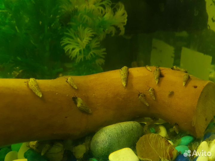 Улитки мелании и пистия