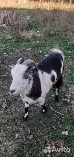 Коза дойная двухгодичная